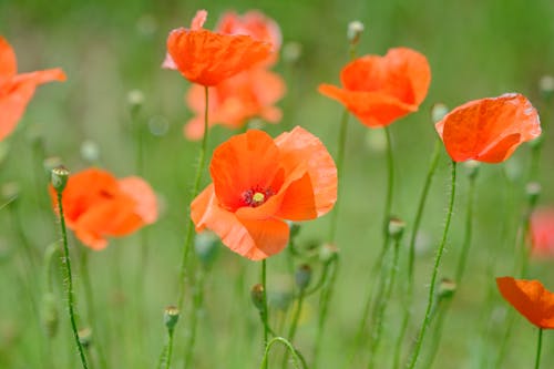 Orange Poppies in Close-up Photography