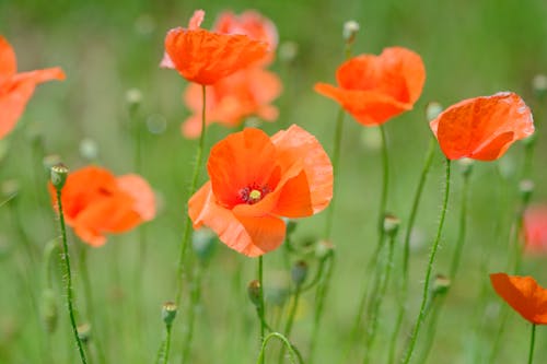 Orange Poppies in Close-up Photography