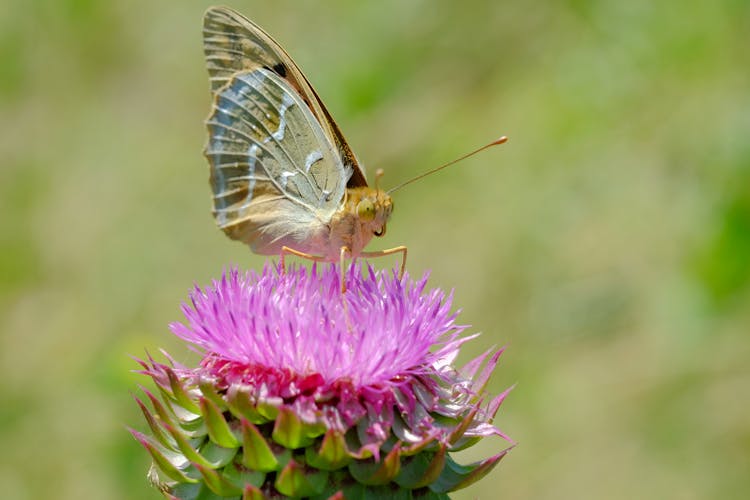 Macro Of Butterfly Sitting On Flower In Nature