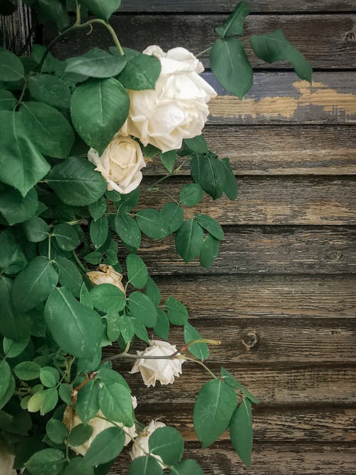 Close-Up Photo of White Flowers