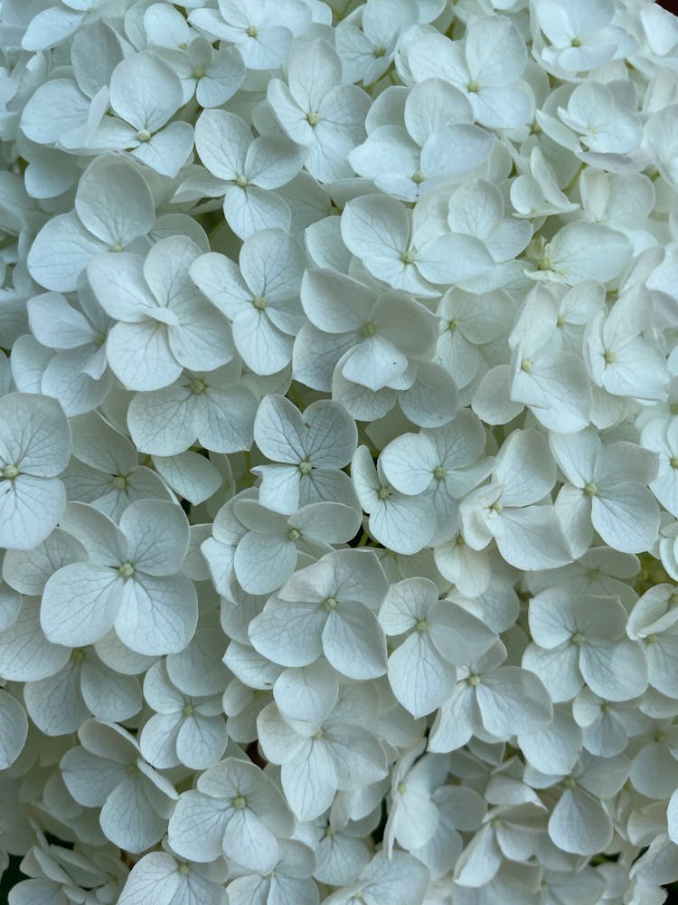 White Hydrangea Flowers Closeup