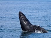 一头雄伟的座头鲸在宁静的阿拉斯加海域浮出水面