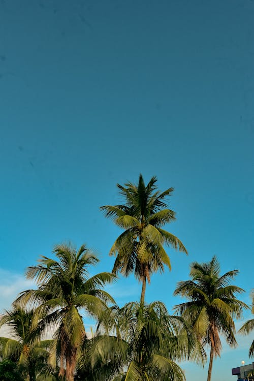 Ilmainen kuvapankkikuva tunnisteilla kookospalmut, pystysuuntainen laukaus, sininen taivas