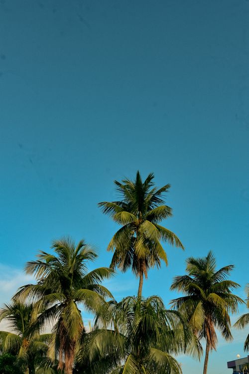 Free Beautiful palm trees against a clear blue sky, capturing a tropical vibe. Stock Photo