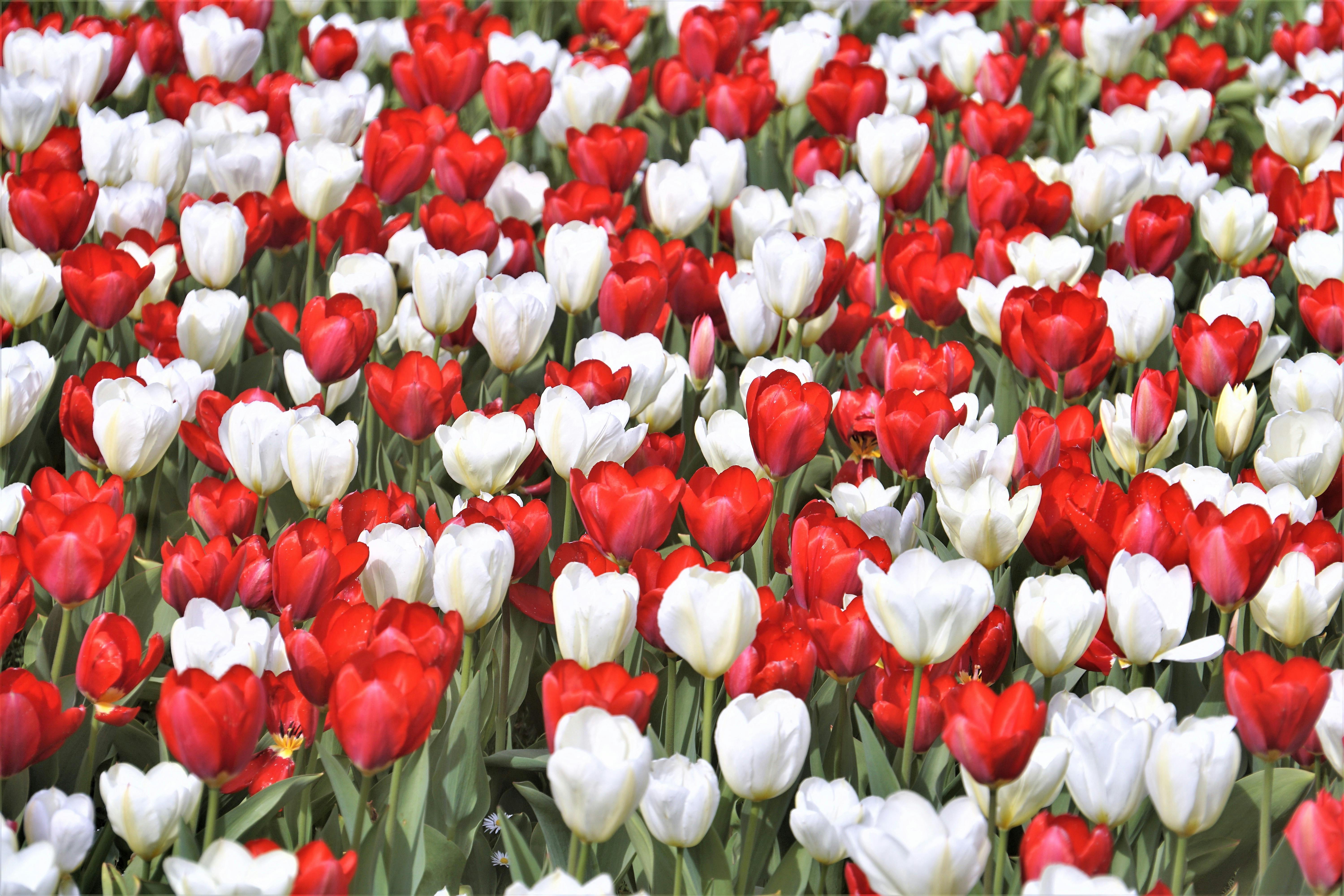 White and Red Tulips Field