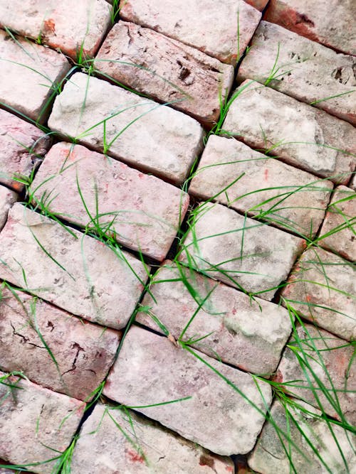 Free stock photo of blade of grass, blades of grass, brick