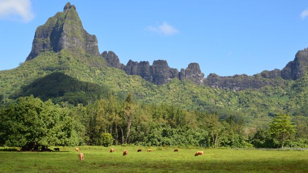 Tahiti, French Polynesia photo 23