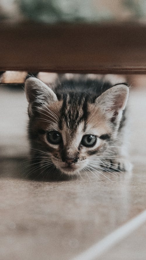 Close Up Shot of a Kitten