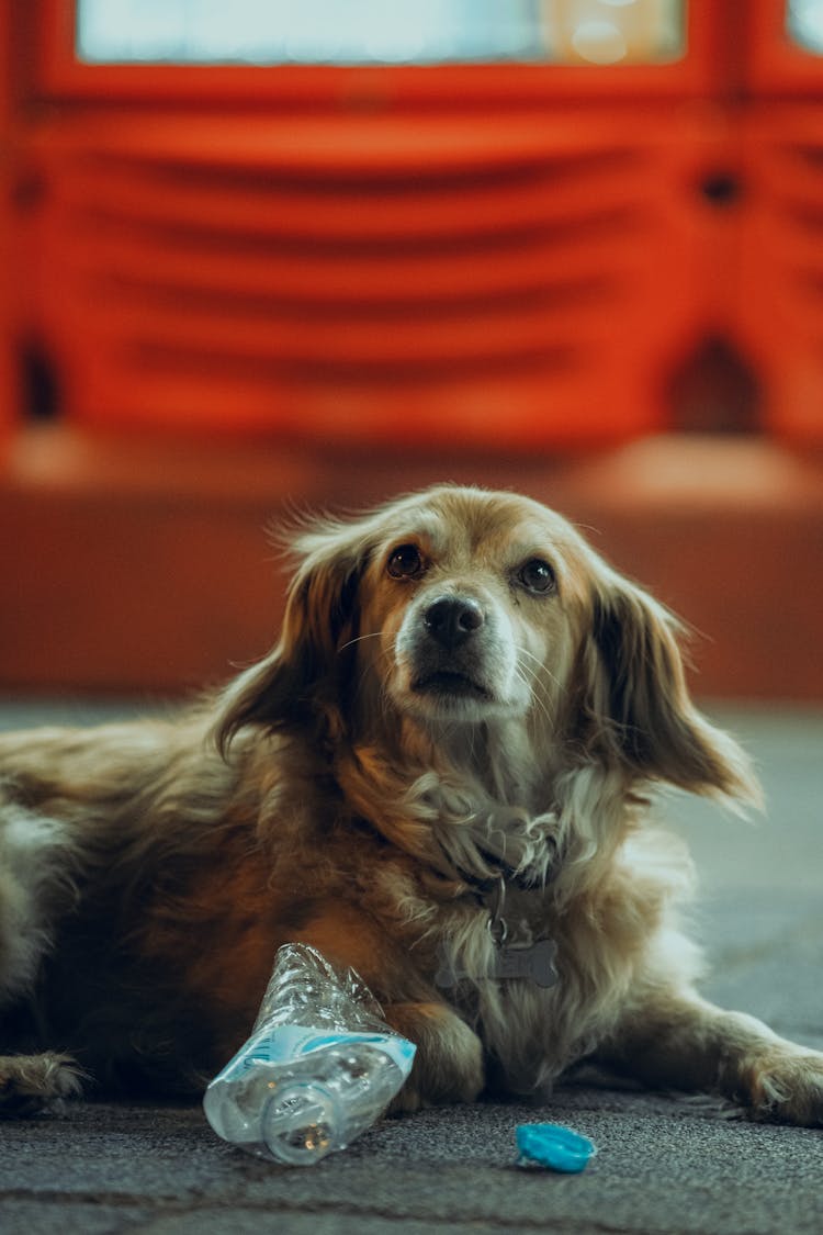 A Kokoni Greek Dog Sitting On Ground