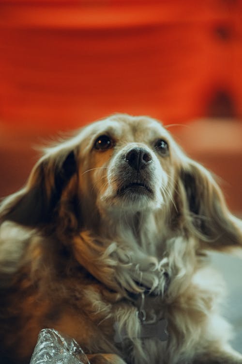 Gratis lagerfoto af dyrefotografering, engelsk cocker spaniel, hund
