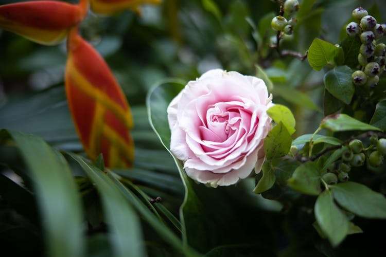 Close Up Of A Rose