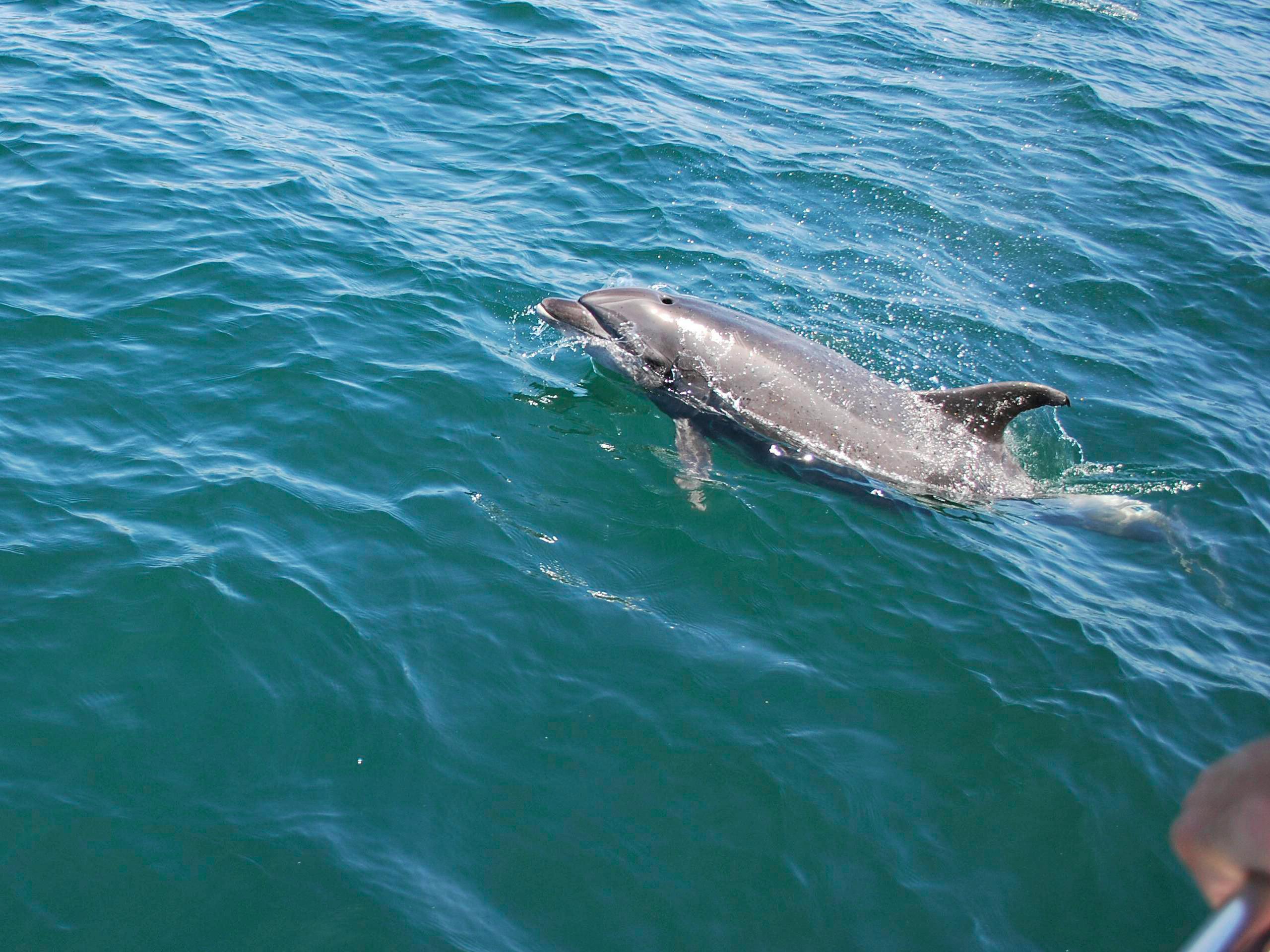 Free stock photo of dolphin, jump, ocean