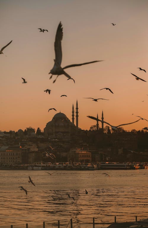 Gratis lagerfoto af bosporus, by, byer