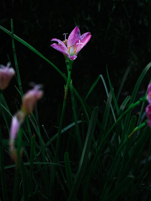 Gratuit Photos gratuites de centrale, fleur violette, fleurir Photos
