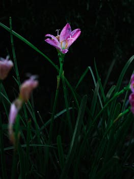 Close-up of a blooming pink rain lily amidst lush green leaves in Maco, Davao Region.