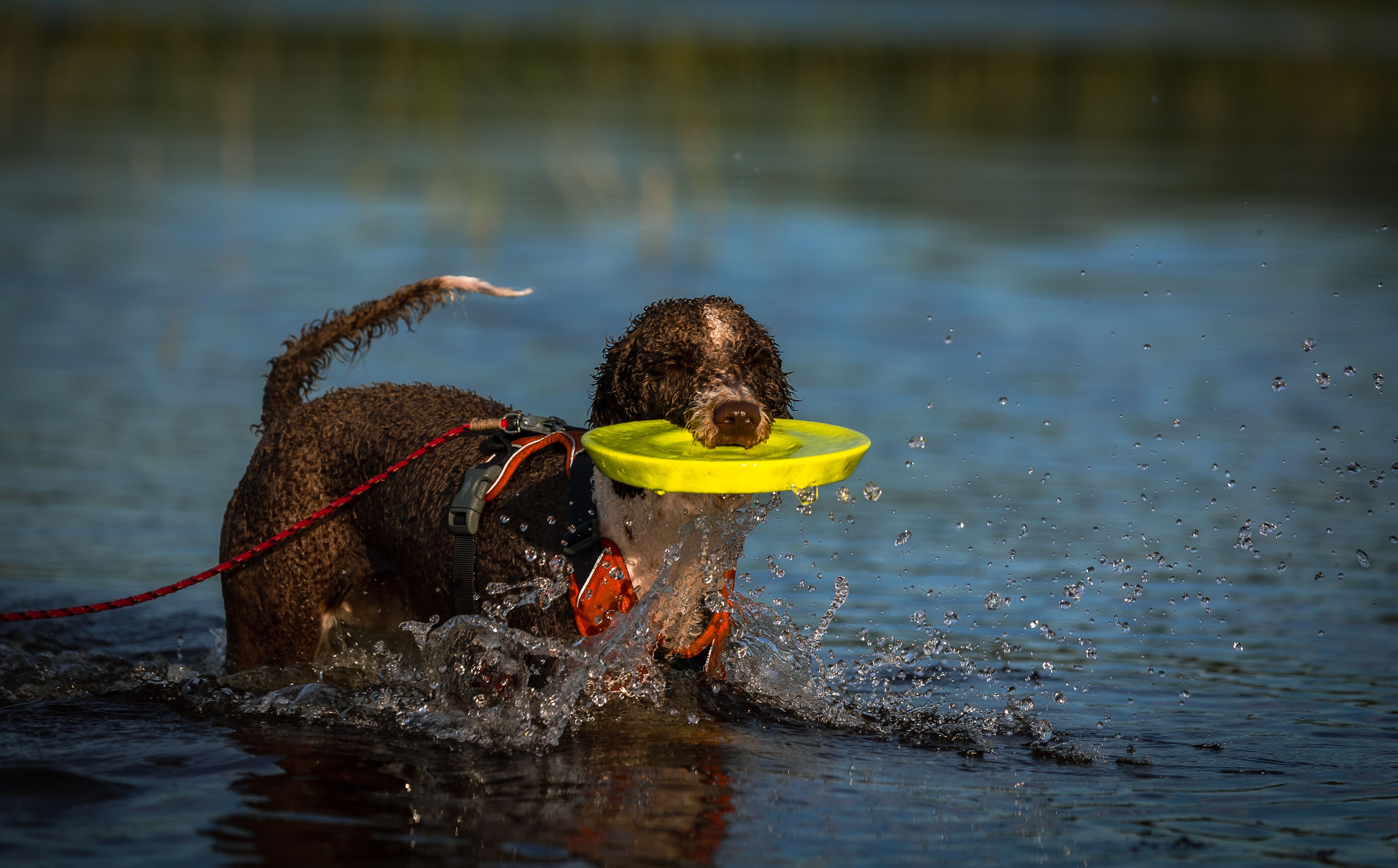 Dog Playing In Water Photos, Download The BEST Free Dog Playing In ...