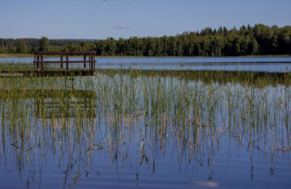 Fotomural Escena tranquila de lago con reflejo del muelle y árboles, invitando a los amantes de la naturaleza.