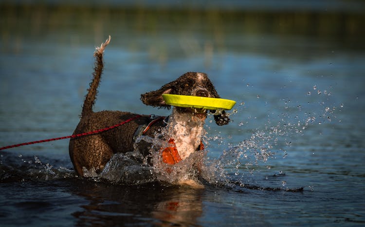 A Dog Playing Fetch On Water