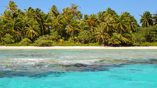 Бесплатное стоковое фото с бирюзовая вода, волны, кокосовые пальмы