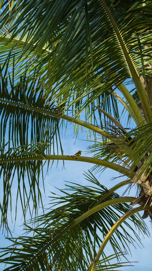 Palm Tree Leaves on Blue Sky