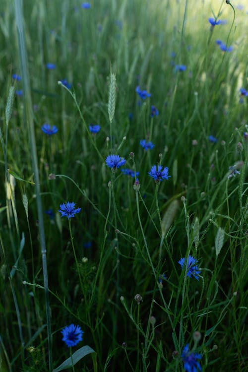 Close up of Flowers in a Meadow