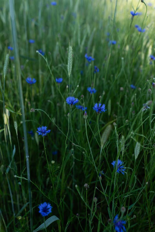 フラワーズ, 垂直ショット, 牧草地の無料の写真素材