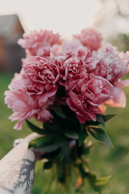Person Holding a Bouquet of Peony Flower