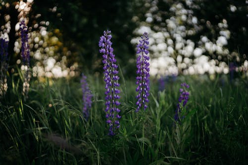 Purple Flowers in Green Grass Field
