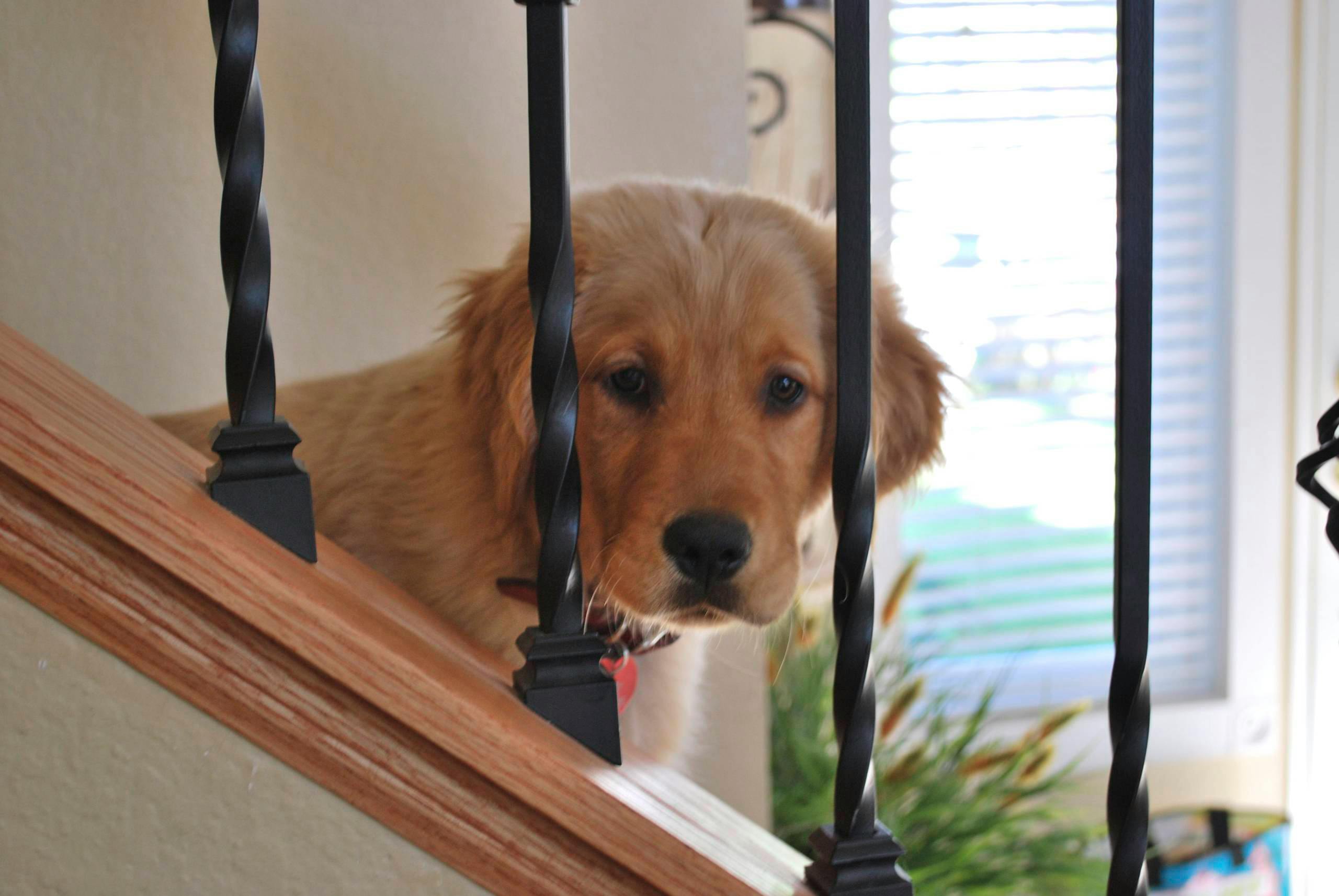 golden retriever, inside, puppy