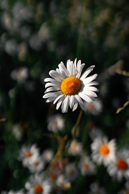 бесплатная Бесплатное стоковое фото с белый цветок, вертикальный выстрел, крупный план Стоковое фото