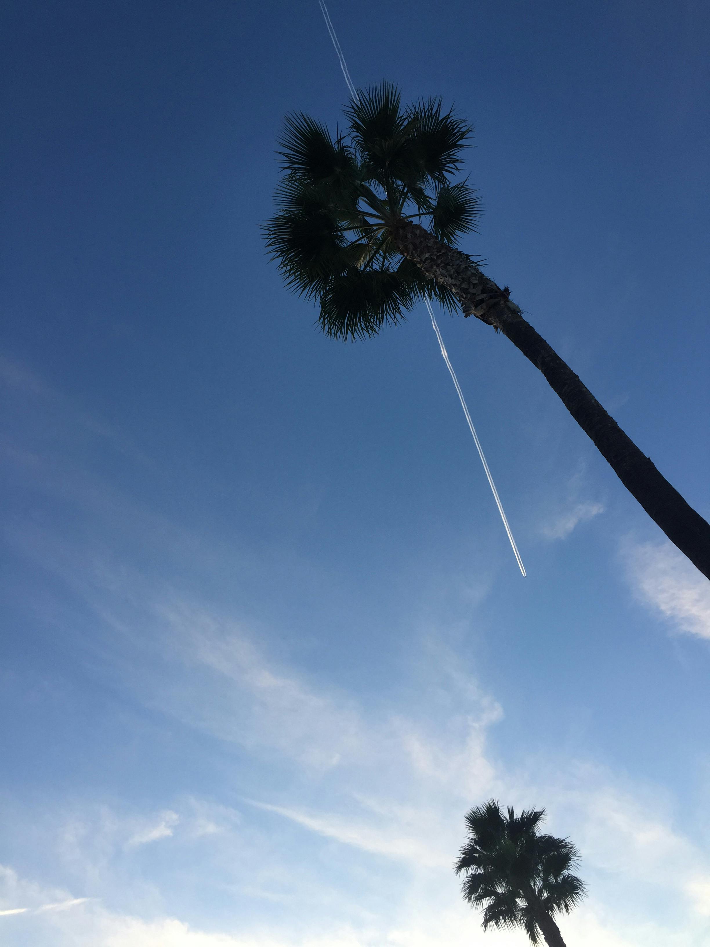 Free stock photo of blue sky, palm tree