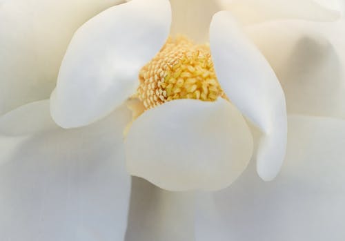 Foto profissional grátis de flores, magnólia