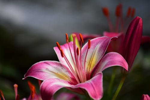 Foto stok gratis benang sari, berkembang, berwarna merah muda