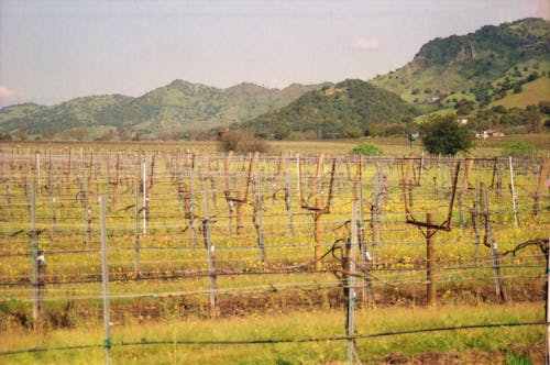 Immagine gratuita di agricoltura, ambiente, azienda agricola