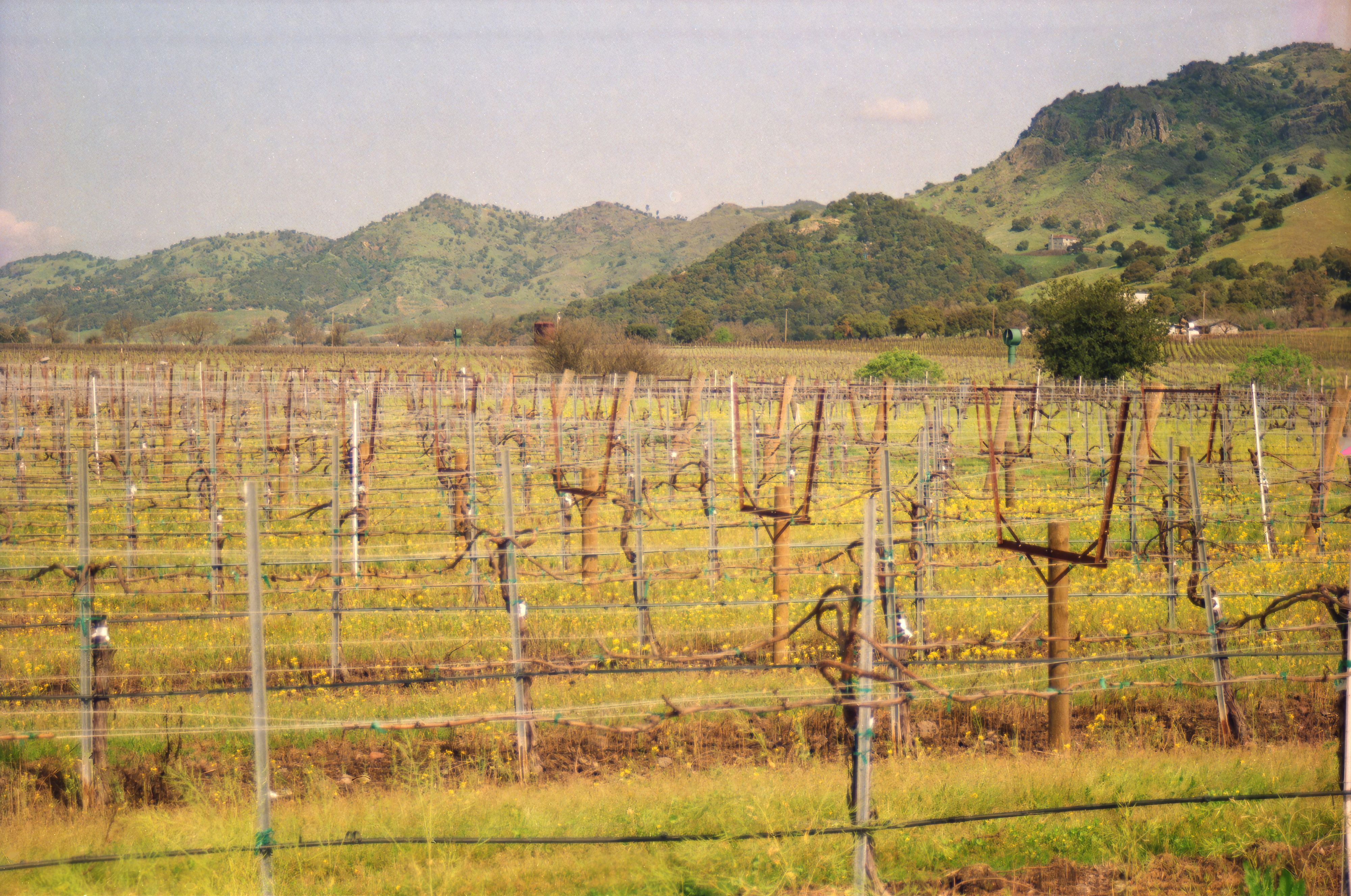 Sonoma County vineyards