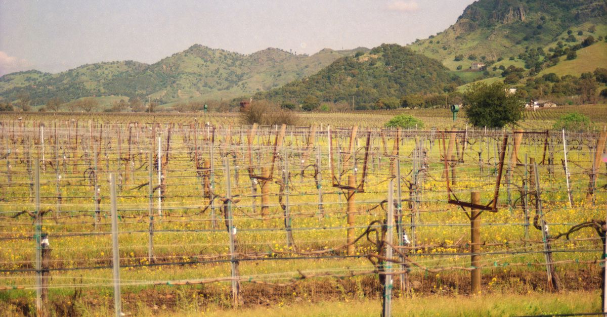 Scenic view of grapevines in a vineyard against the backdrop of rolling hills in Northern California.