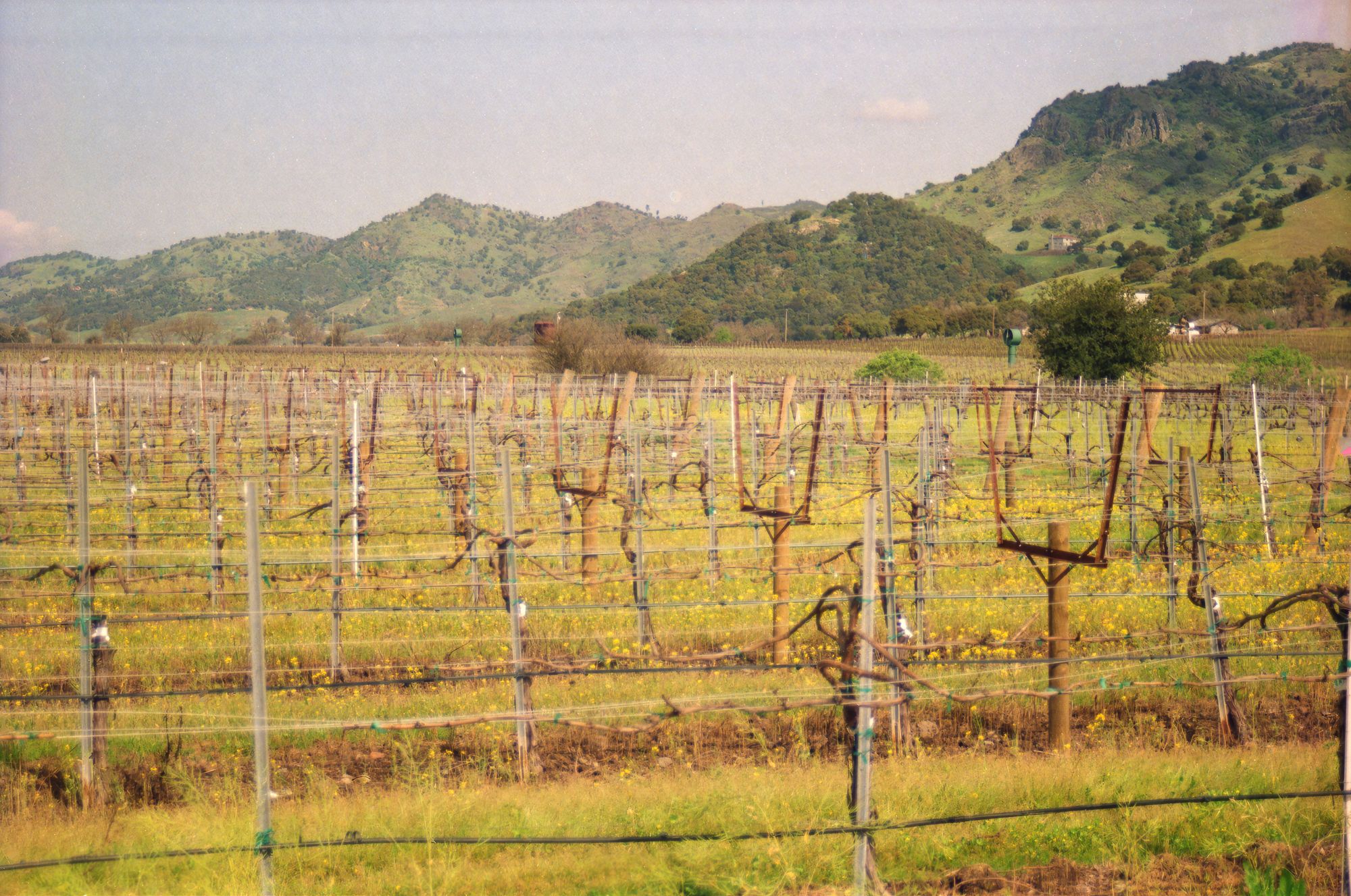 Napa