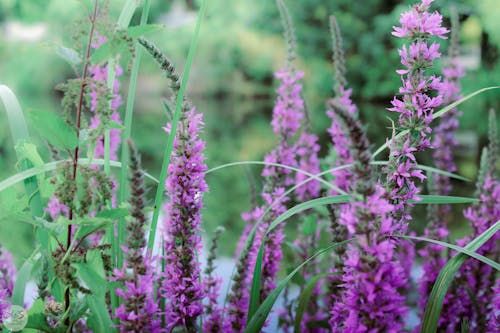 Purple Flowers in Close Up Photography