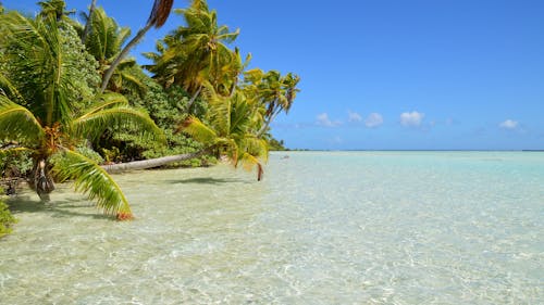 Fotobanka s bezplatnými fotkami na tému horizont, kokosové palmy, krajina pri mori