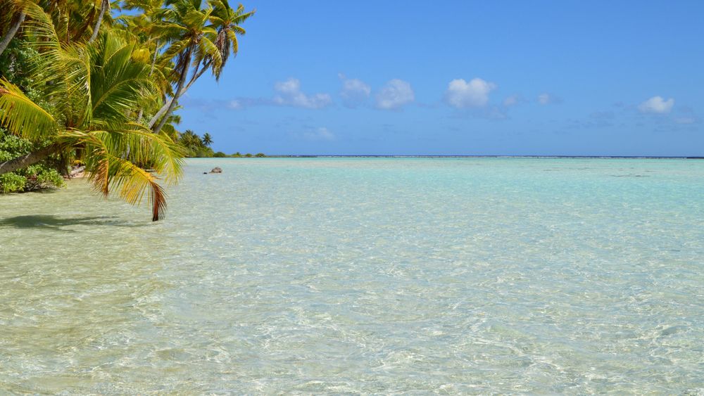 Palmeras inclinadas sobre la laguna cristalina de Aitutaki con fondo de arena visible