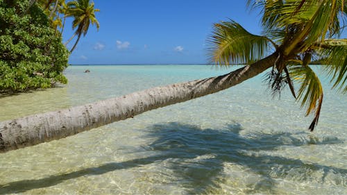 Coconut Tree Over Sea Water