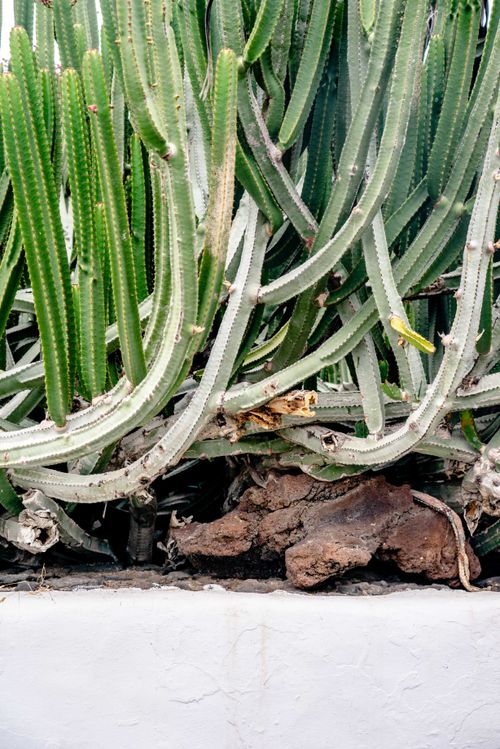 Free Vertical shot of lush green cacti growing amongst rocks, showcasing prickly textures. Stock Photo