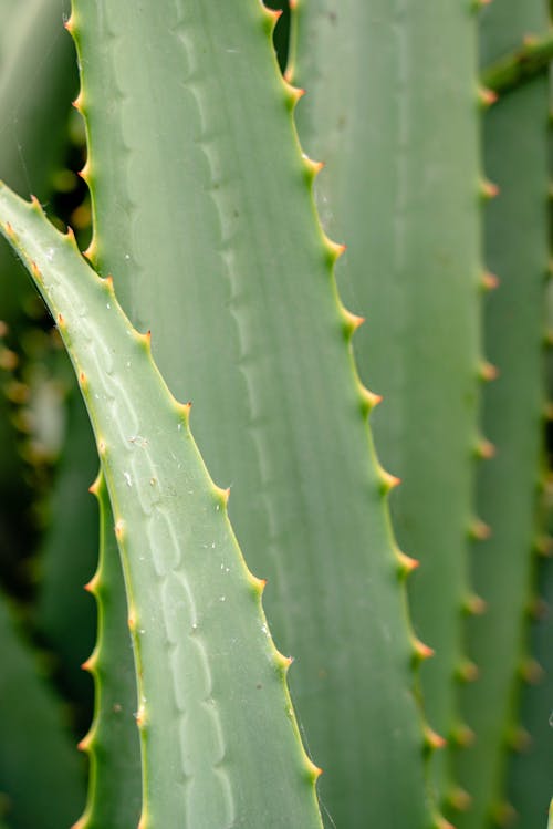Gratis lagerfoto af Agave, Aloe vera, blade