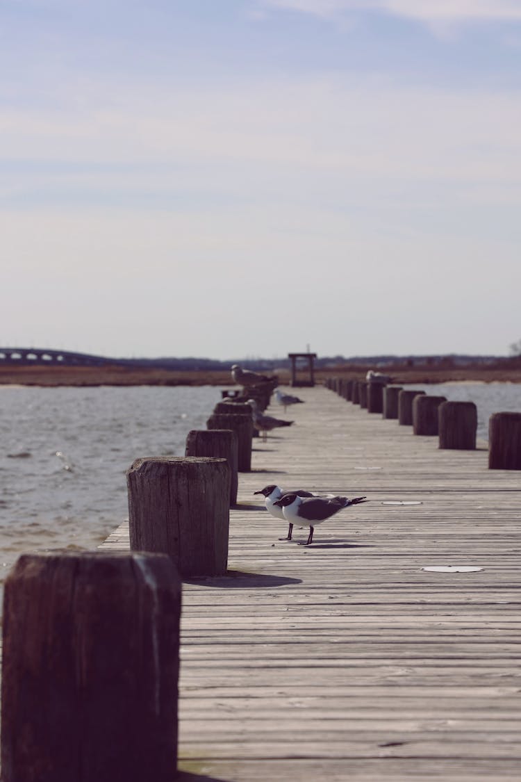 Two Laughing Gulls On Wooden Dock