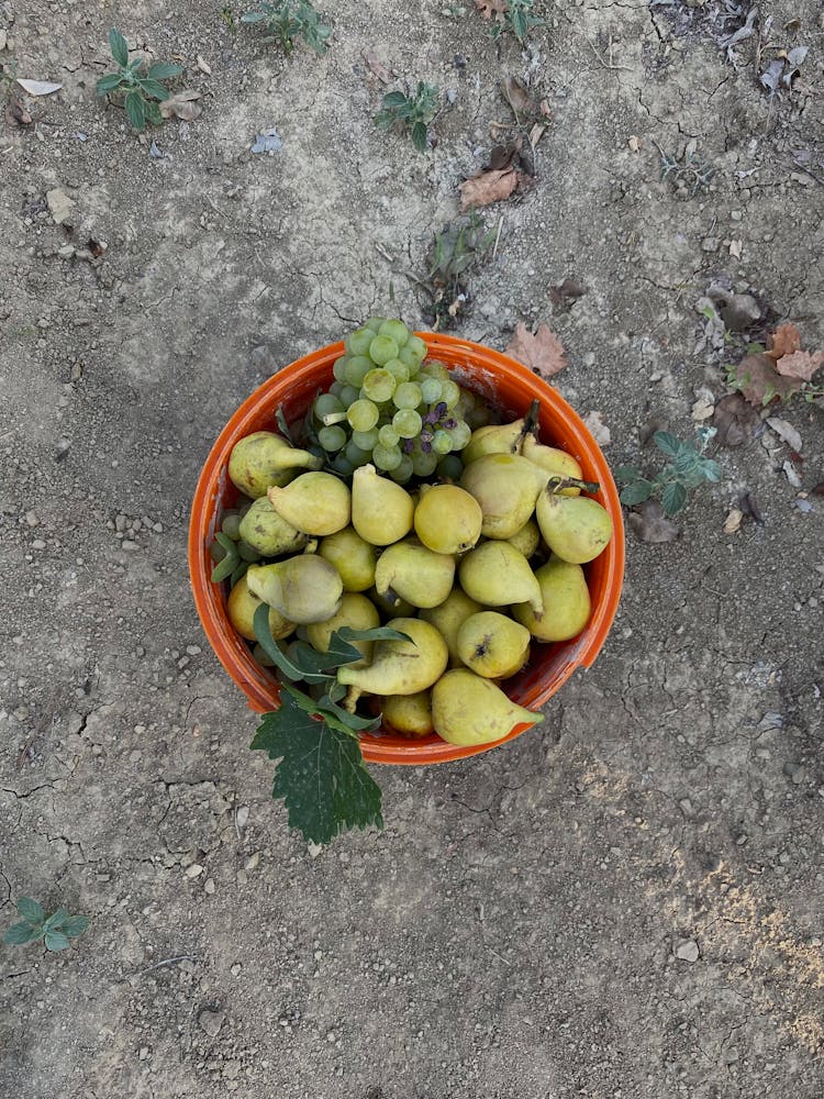 Orange Bucket With Pears And Grapes