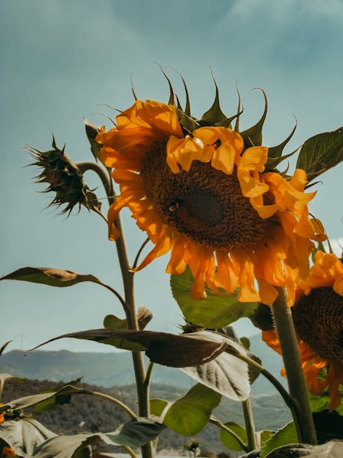 Fotobanka s bezplatnými fotkami na tému flóra, jemný, krásny