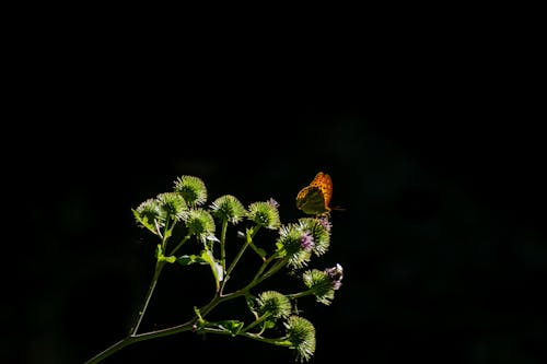 Kostnadsfri bild av argynnis paphia, fjäril, kaisermantel