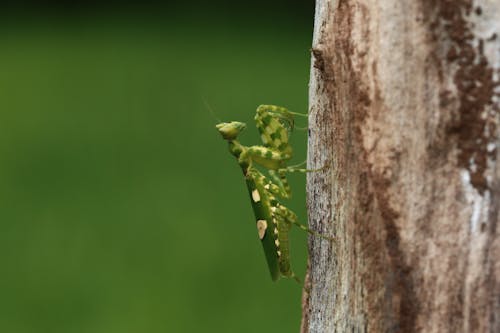 Close-up of a Grasshopper on a Tree Trunk