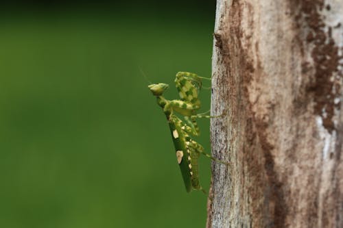 Fotos de stock gratuitas de animal, de cerca, fondo verde