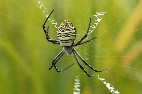 Close-up of a Spider in a Web